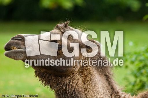 Kamel (59 von 108).jpg